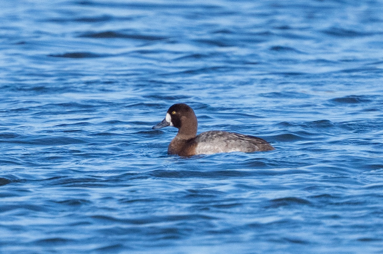 Фото: Ярон Чарка, ККЛ-ЕНФ