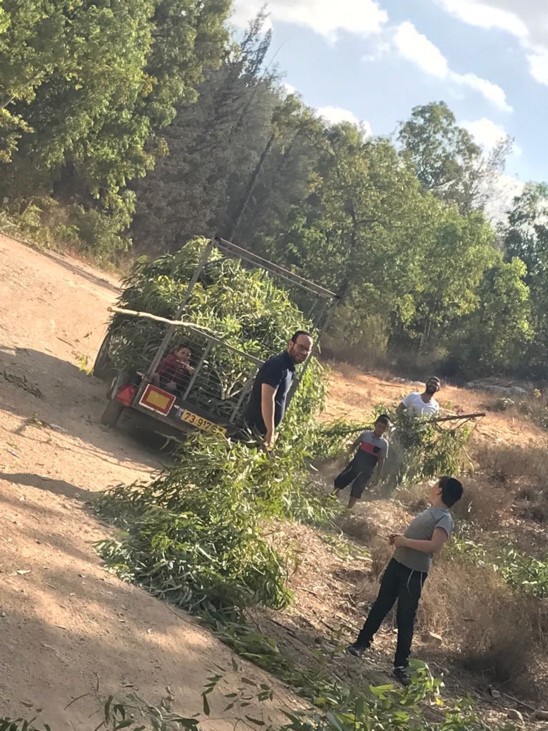 В рамках подготовки к празднику Суккот, Еврейский Национальный Фонд – Керен Каемет ле-Исраэль (ККЛ-ЕНФ) начинает раздачу веток для всех желающих