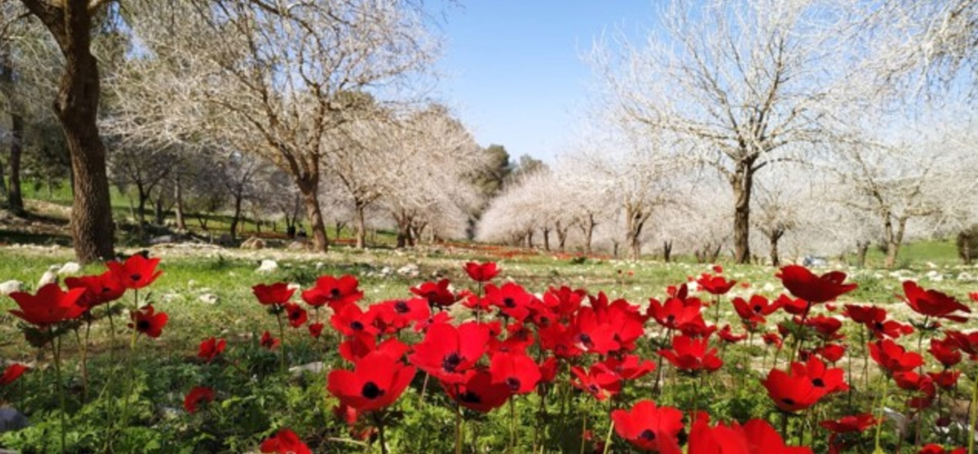 Фестиваль «Даром Адом» отмечает 18-летие 