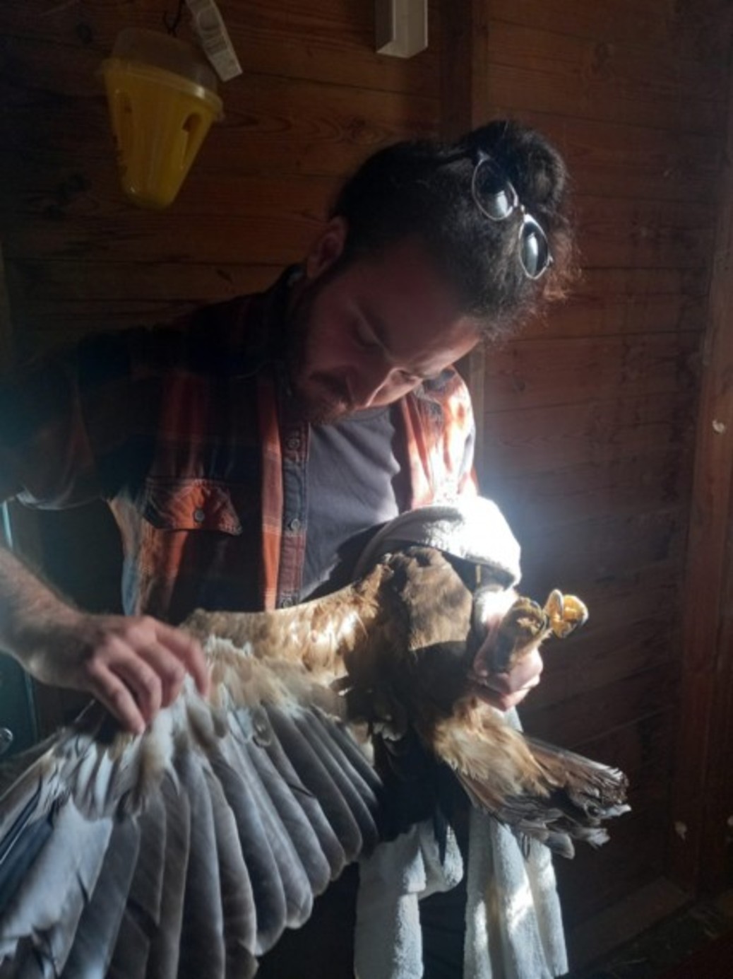 После лечения и длительной реабилитации, которая включала долгий период отдыха для заживления перелома, подорлика перевели в центр акклиматизации