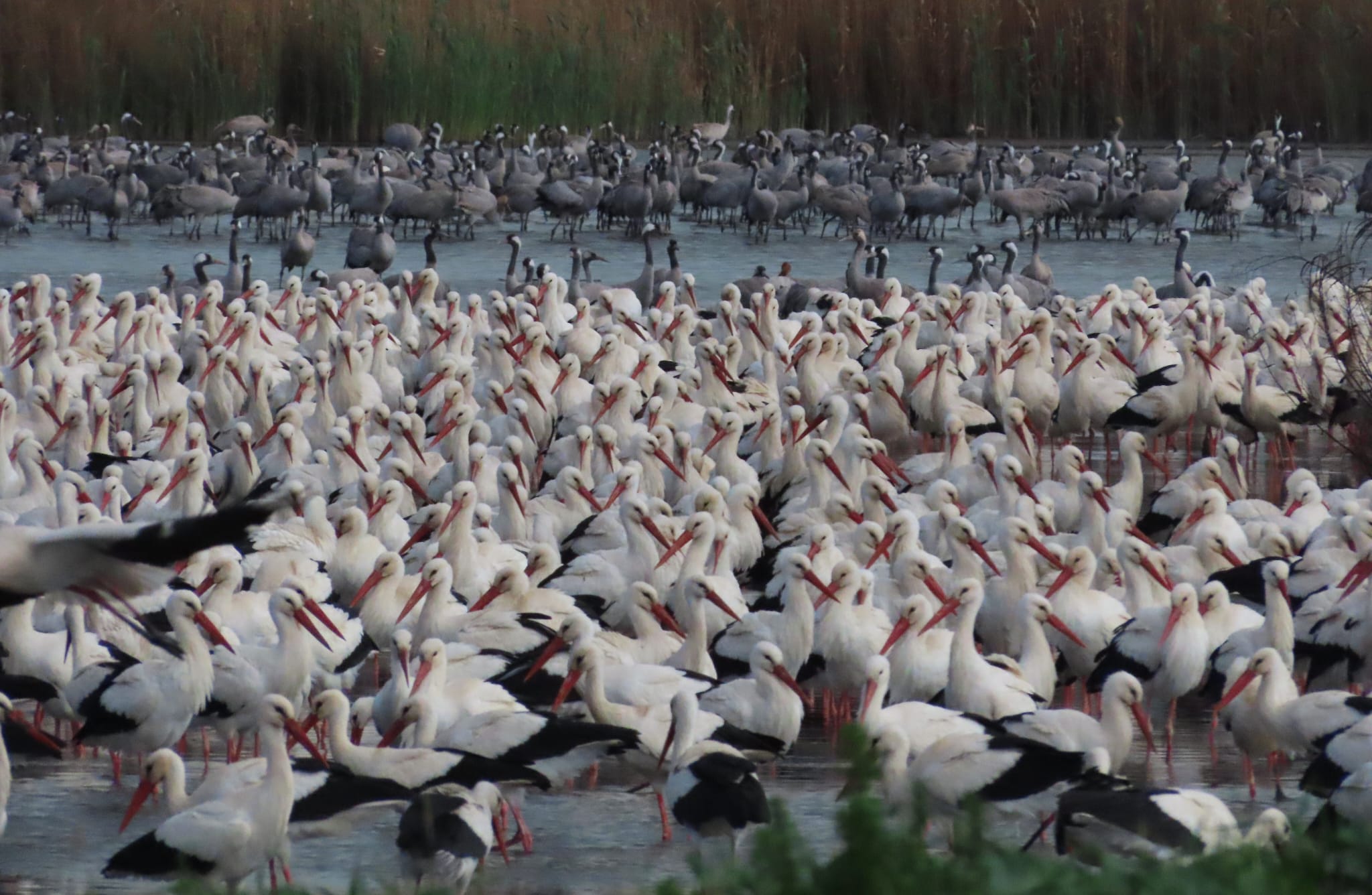 Фото: Инбар Шломит Рубин, «Агмон ха-Хула», ЕНФ-ККЛ
