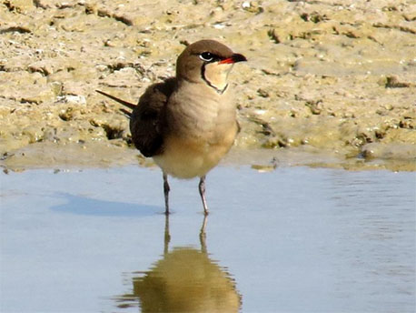 שדמית אדומת כנף בעמק בית שאן. צילום: אסף ששון