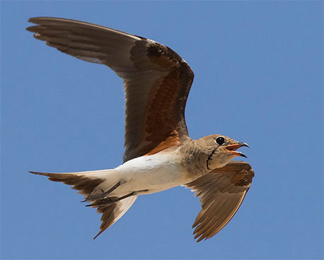 שדמית אדומת כנף בטירת צבי. צילום: ליאור כסלו