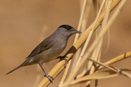 סבכי שחור כפה, חולף סתיו נפוץ בעין רימון, הניזון מפירות האלה האטלנטית.
צילום: אייל שוחט