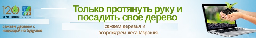 Сейчас! Сегодня! Уникальная возможность посадить дерево в одном из лесов в Израиле 