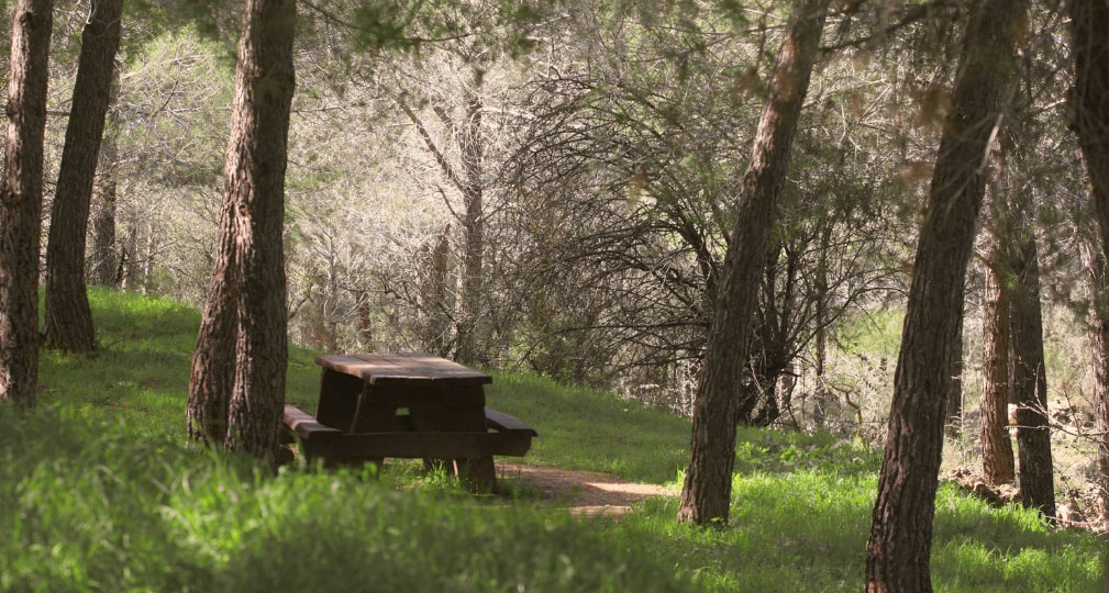 שולחן פיקניק ביער עמינדב. צילום: פלאש 90, ארכיון הצילומים של קקל