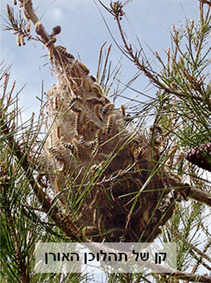 Сосна с личинками походного шелкопряда