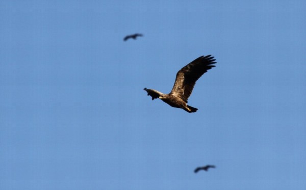 каждую осень над Гуш-Даном пролетают сотни тысяч хищных птиц